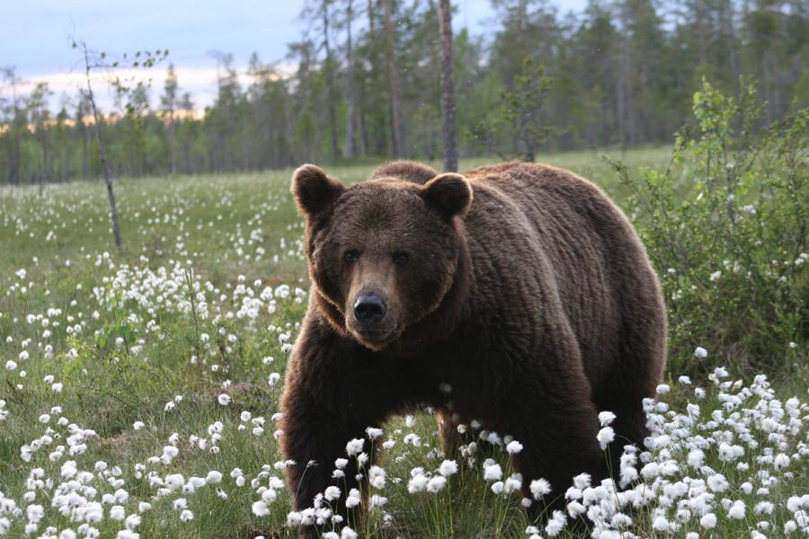 The brown bear